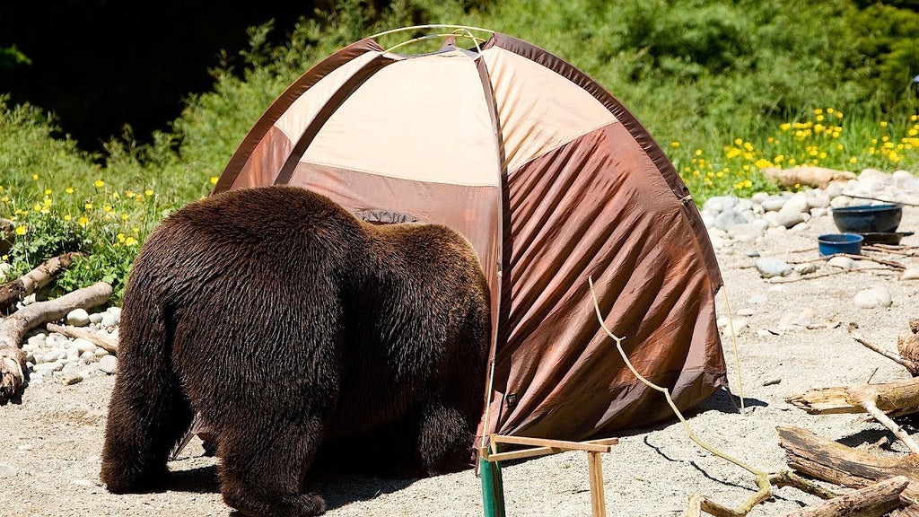 Camp Safely: 5 Dangers To Avoid